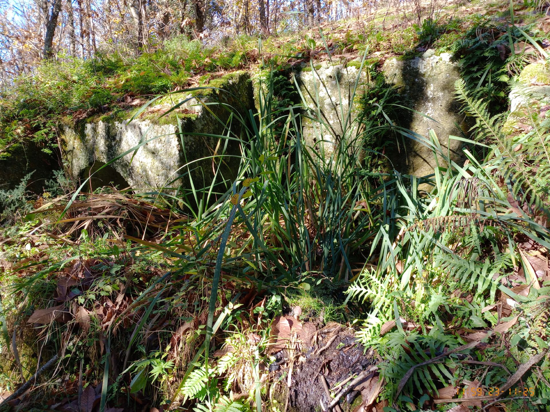 Palmento Rupestre scavato nel tufo verde