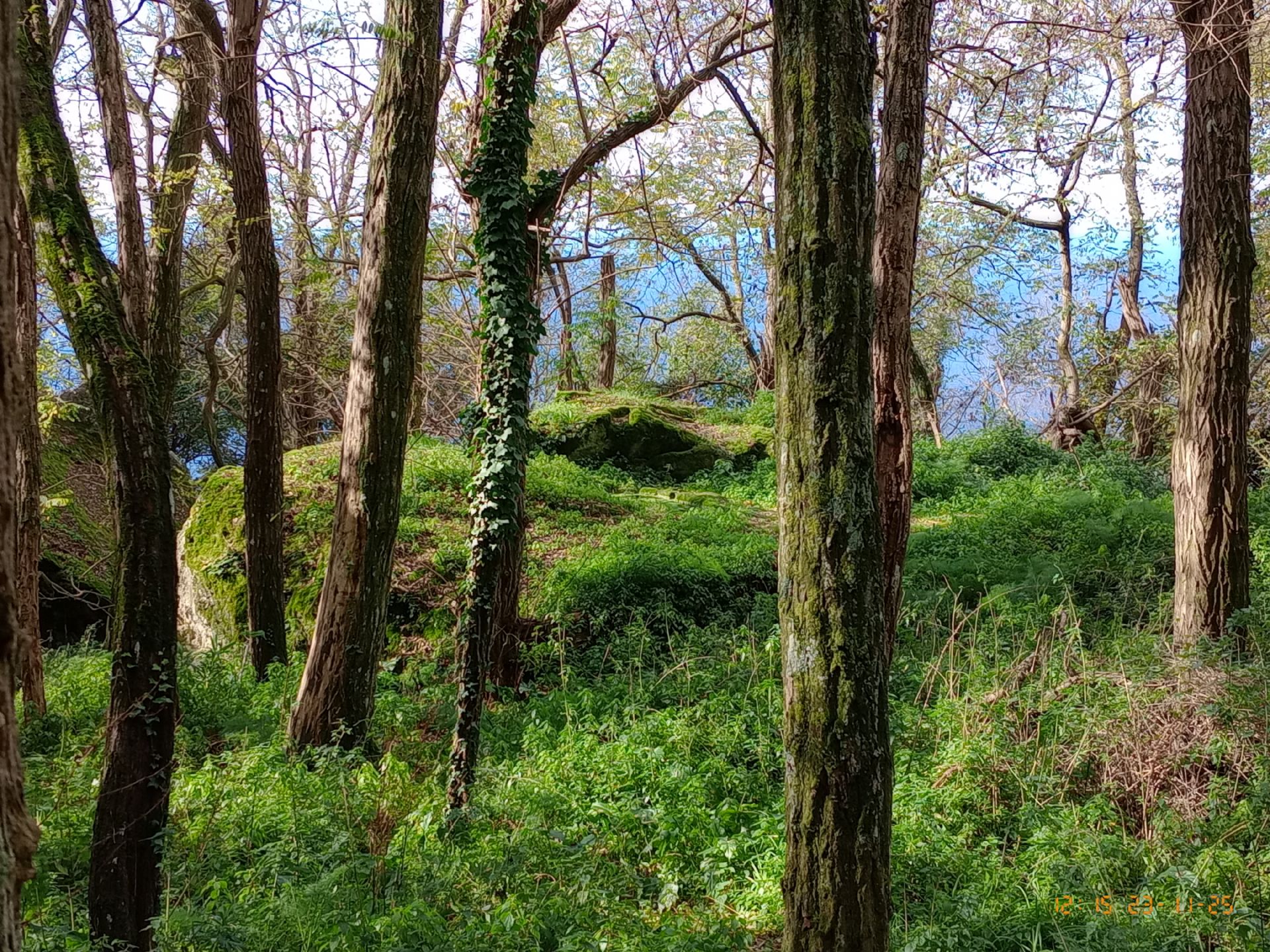 Bosco dei Frassitelli