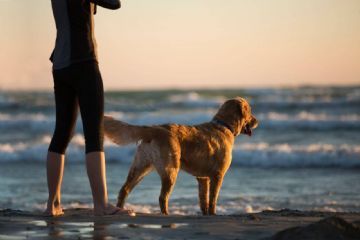 il cane e il suo padrone in spiaggia