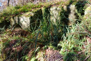 Palmento Rupestre scavato nel tufo verde
